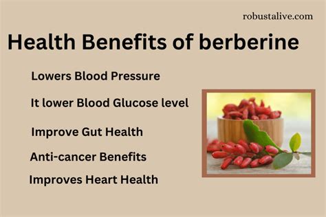 how much berberine should i take daily.